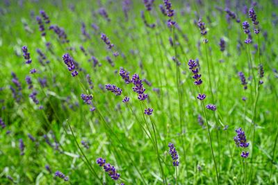 the flower in purple