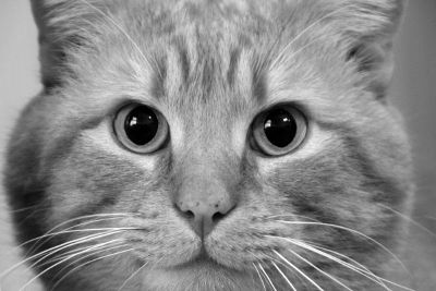 close up face of a cat