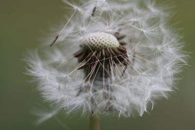 dandelion seeds