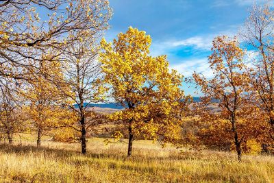 a mountain forest