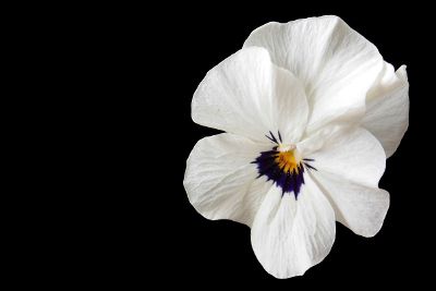 white and blue flower