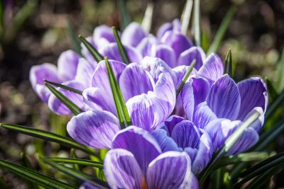 purple crocus blooming among grass