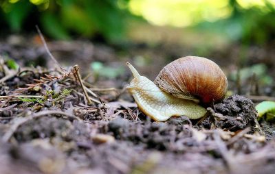 snail on the move