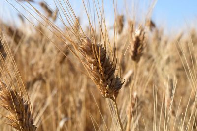 wheat ready for harvest