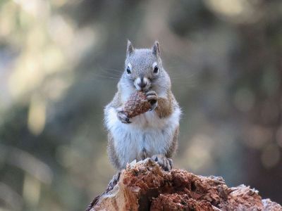 squirrel with nut