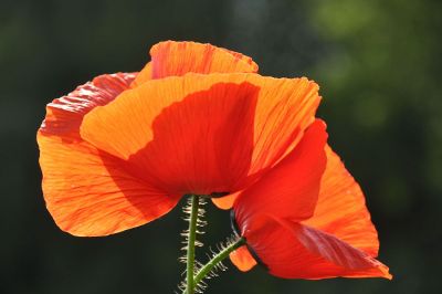 red orange flowers in focus