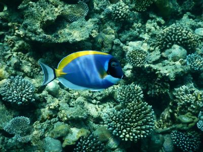 blue tang on reef