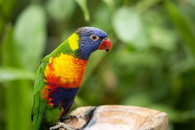 very colorful little bird