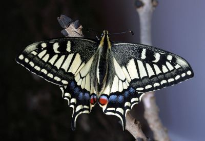 butterfly on a branch