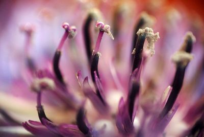 purple flower pollen