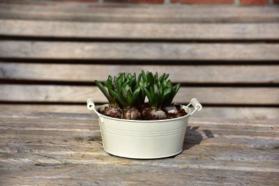 growing bulbs in a pot