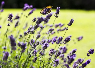 beautiful lavender flower photo