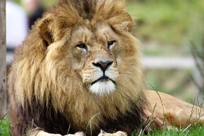 lion sitting on the grass