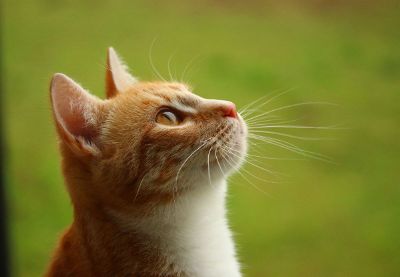 an orange cat looking up