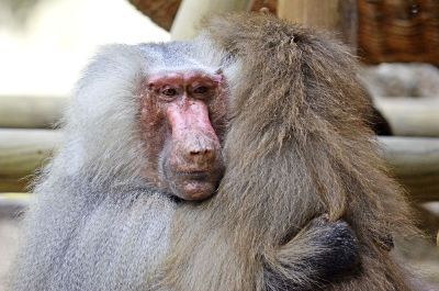 two macaque hugging each other