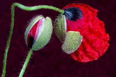 sprouting red flower