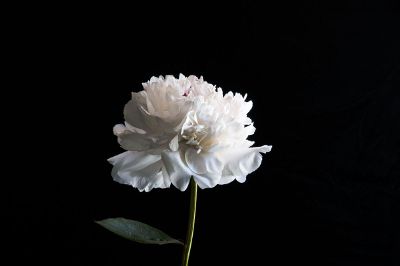 white flower in a black background