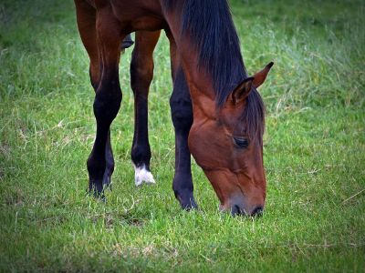 brown horse eating grass