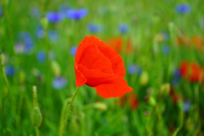 red flower in field