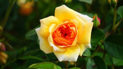 blooming yellow rose