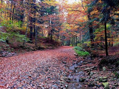 forest with path in autumn