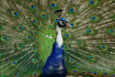 peacock with extended plumage