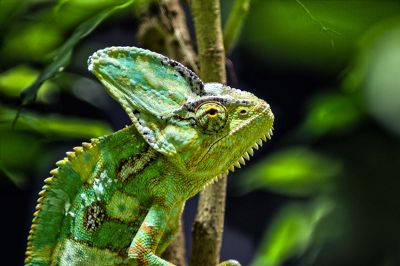 green and brown chameleon