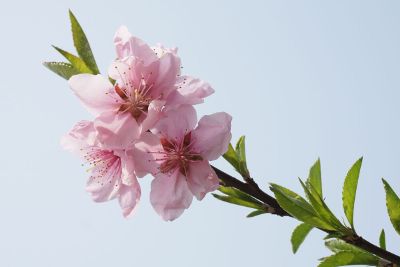 flowers against the sky