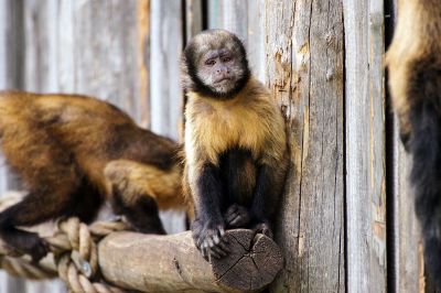 monkey sitting on log