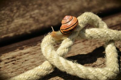 snail on a rope