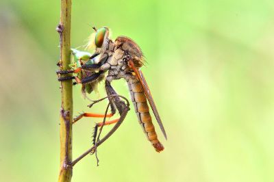 roberfly insect