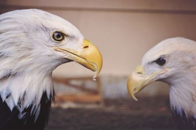 bald eagle duo