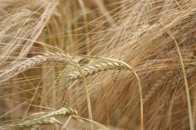 wheat stems