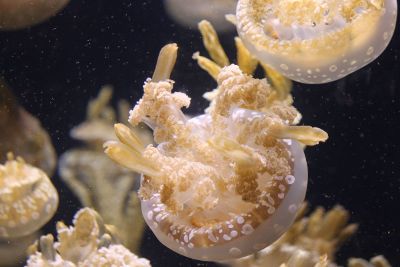 jellyfishes swimming in the sea