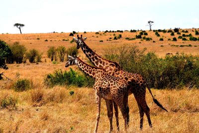 two giraffe in the field