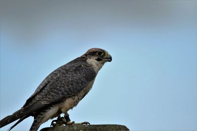 solitary bird