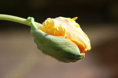 bud flower