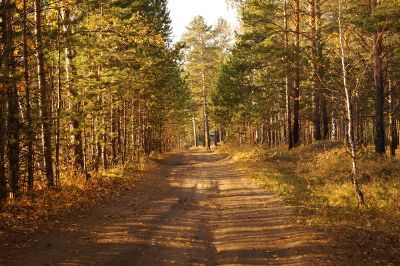 worn dirt road bordered by trees