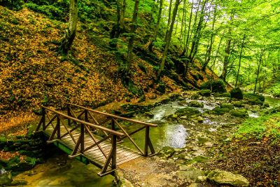 a bridge to cross the small river