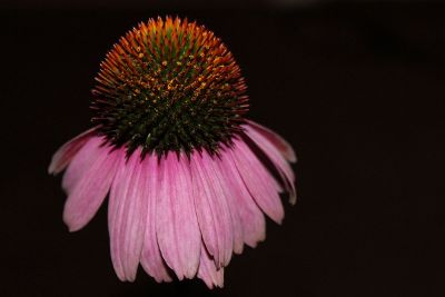 purple coneflower