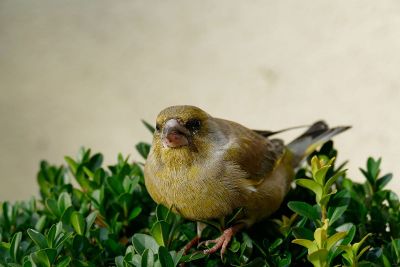 yellow bird resting on tiny leaves