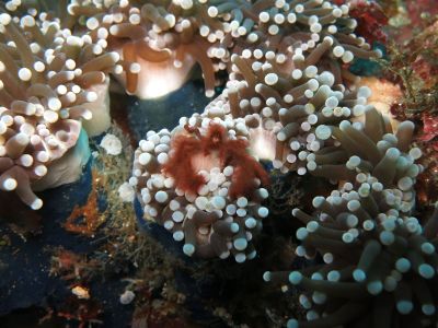 glowing sponges in the sea
