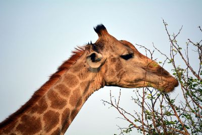 grazing giraffe