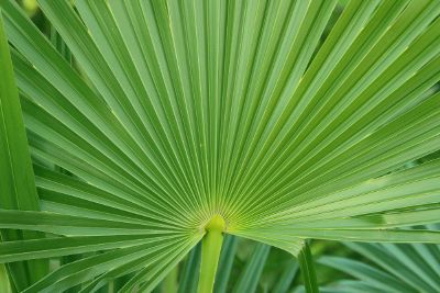 fanned out greenery