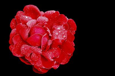 red flower with dew