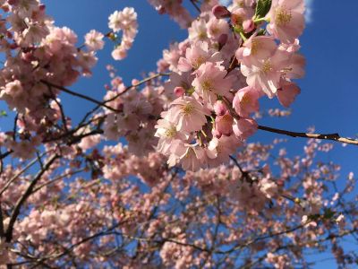 apple tree pink flowers