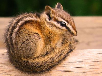 squirrel sitting on a wood table