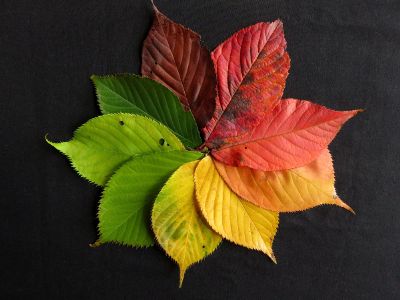 rainbow leaves