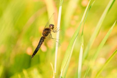 dragonfly on grass