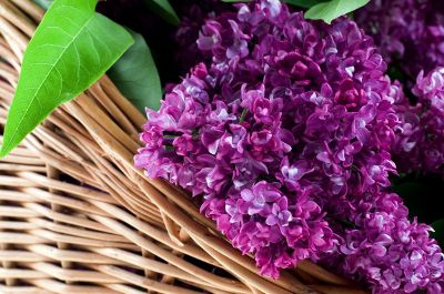 purple flowers in basket
